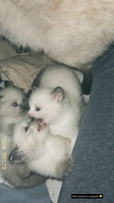 котята сиамские купить: Кошка даром: Сиамская, 2 месяца, Девочка, Приучена к лотку — 1