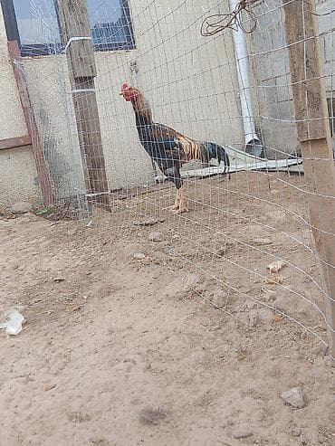 как бросить курить: Продаю | Петух | Бойцовая | Для разведения — 1