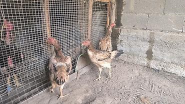 куры марьям бишкек: Продаю | Куры | Бойцовая | Для разведения — 6