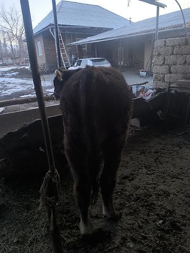 бука бык бычок: Продаю | Бык (самец) | Полукровка | На откорм | Привязанные — 2