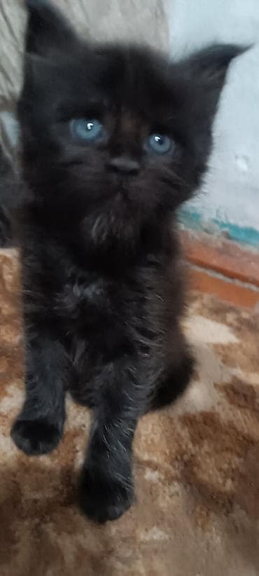кошк: Мейн-Куны!!!🥰🥰🥰 Продаются Чистокровные,Шикарные, отличная коробка — 2