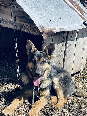 купить собаку кане корсо: Бельгийская овчарка, 4 месяца, Самец, С прививкой — 1