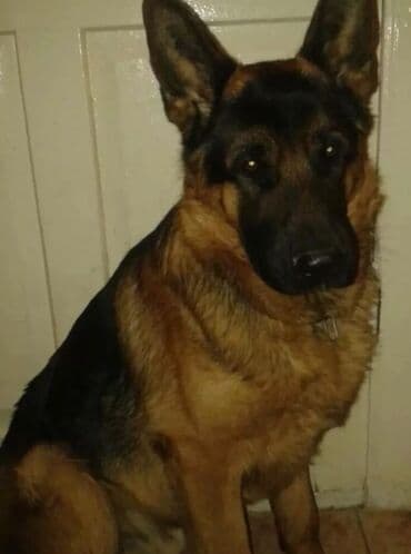 отдам щенка в хорошие руки бишкек: Продаются щенки немецкой овчарки. Родились в 01.11.25 г. черпачного — 10