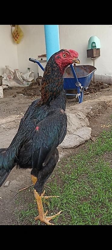 лошадь цена бишкек: Продаю | Петух | Бойцовая | Для разведения — 4