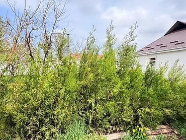 секатор цена бишкек: Срочно!!!Туи выращенные в Кыргызстане:
80-90см 600сом
140-150см 900сом — 1