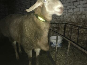 семейной ячмень: Звоните — 3