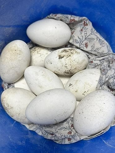 Утиные яйца, крупные, белые. - Размер: крупнее куриных, овальной