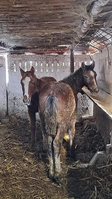 эркек ит тайган: Сатам | Байтал, Тай — 10