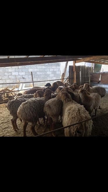 Кошки: Продаю | Овца (самка) | Для разведения — 5