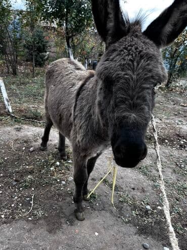 продаю ишака: Осёл (молодой ослик) серо-бурой масти. Характеристики: - Компактный — 1