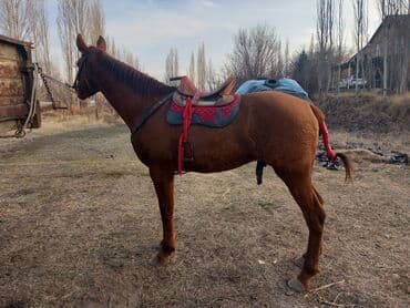 лайка шенок: Продаю | Жеребец | Дончак | Конный спорт | Мерин — 13