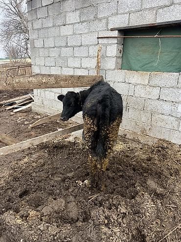 турецкий кангал цена: Телка кунаажын 8месяцев — 3