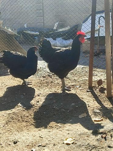 холмогорские гуси: Продаю | Куры, Петух, Цыплята | Для разведения — 10