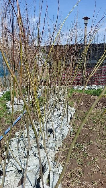 скультор: Липа,Липа,Липа мелколистный, медоносный Саженцы для озеленения и живых — 1