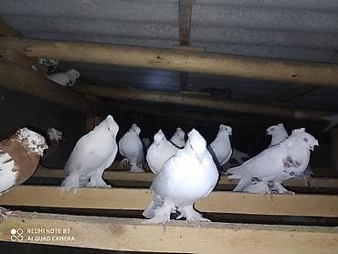 машинка для животных: Срочно продается одночубый зимний андижанский пискун сирота(для — 5