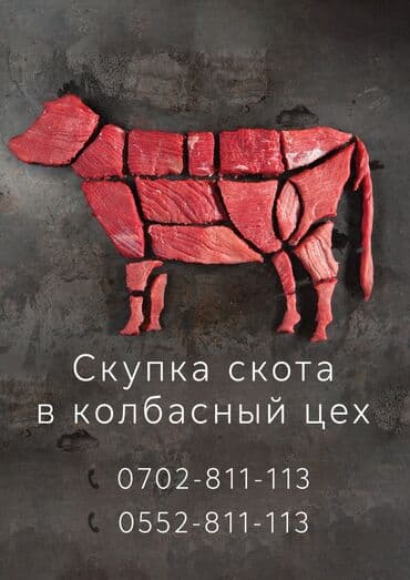 Куплю | Коровы, быки, Лошади, кони | Круглосуточно, Любое состояние, Забитый