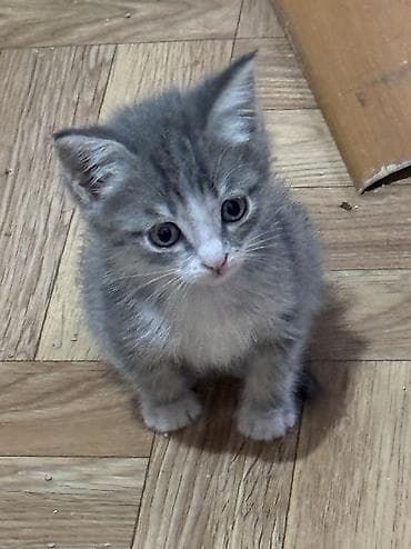 пит: Котята в добрые руки. На фото — подкидыши в коробке, нашли на — 5