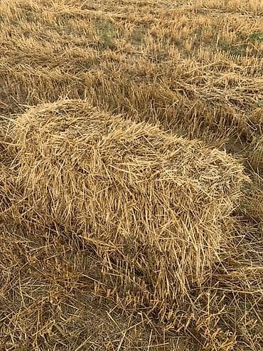 Үй жаныбарлары: Солома зерновых, тюки - Культура: зерновая солома (колоски и стебли — 4