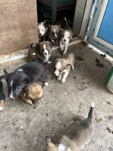 породистые собаки ищут дом: Щенки бесплатно отдадим в хорошие руки, находятся в Кара-Балте — 6