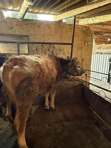 богоз кой: Продаю | Музоо, торпок | Полукровка | На откорм | Привязанные — 2