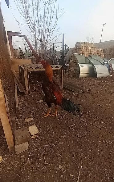 атка жабу: Сатам | Тооктор | Тебиштирүүчү | Көбөйтүү үчүн — 3