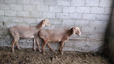 соль для животных: Продаю | Ягненок | Для разведения | Ярка — 2