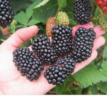 шкаф для школы цена: Продаю однолетние двухлетние и трёхлетние саженцы ежемалины без — 2