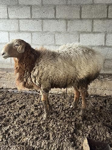 А/ч жаныбарларын сатам: Сатам | Кочкор (эркек) | Аргын | Көбөйтүү үчүн, Союуга | Жасалма жол менен боозутуу — 2