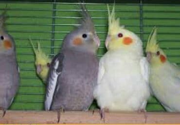 домик для волнистых попугаев: Попугаи разных видов Волнистые Каркллы Неразлучники Ожиреловые — 11