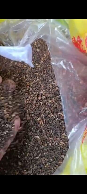 саженцы тополя купить: Семена деревьев: Ели, Самовывоз — 3