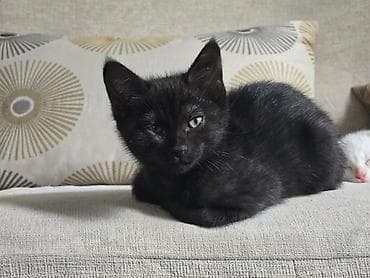 Мышыктар сатылат: Ищу любящие семьи для своих котят. 🖤 Два черненьких мальчика и 🤍 одна — 3