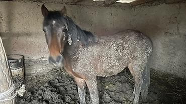 жеребец пони: Продаю | Жеребец | Рабочий — 2