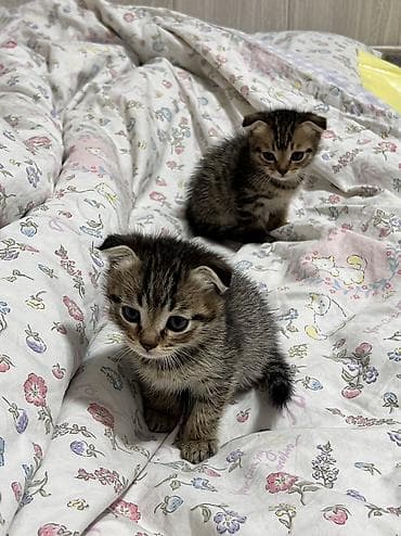 Продажа кошек: Скотиш Фолд (Шотландская вислоухая), 1 месяц, Мальчик, Метис, Приучена к лотку — 3