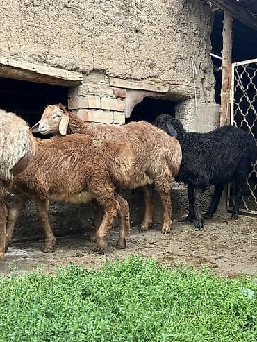 живые рыбы бишкек: Продаю | Баран (самец) | Для разведения — 3