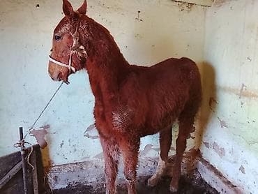 английский жеребёнок: Продаю | Жеребенок — 3