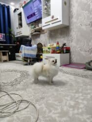 купить собаку шпица недорого: Шпиц, 1 год, Самец, С прививкой, С родословной — 9