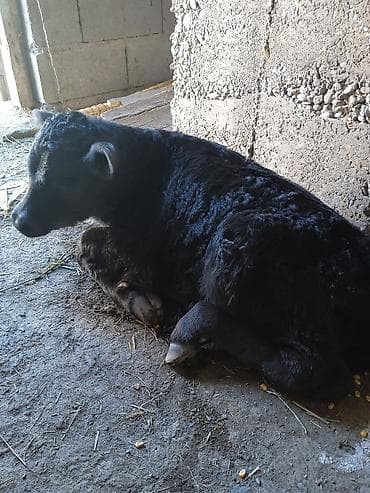 С/х животные и товары: Продаю | Бык (самец) | На откорм — 3