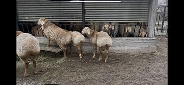 Продам с/х животных: Продаю | Ягненок, Баран (самец) | Арашан — 5