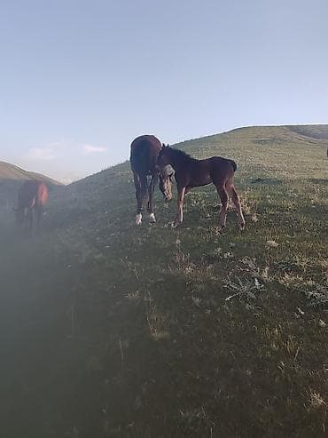 конный двор: Продаю | Кобыла (самка) | Для разведения | Племенные — 3