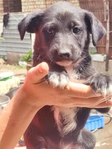 щенки белгийскоц овчарки: Ит бекер берилет: 2 айлык, Эркек — 20