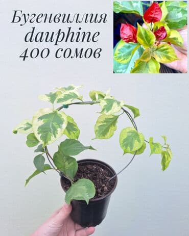 орхидеи сколько стоят: • Комнатные растения (укоренённые черенки/детки/молодые — 6