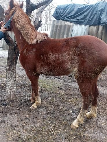 карова американка: Продаю | Жеребенок | Рабочий — 7