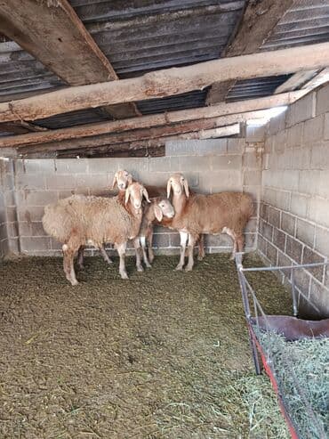 арашан ко: Сатам | Ургаачы кой (ургаачы), Козу | Арашан | Көбөйтүү үчүн | Асыл тукумдуу, Ургаачы — 2