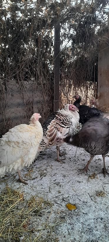 индюк самец: Продаю индюшек,самки
количество 2 штуки — 3