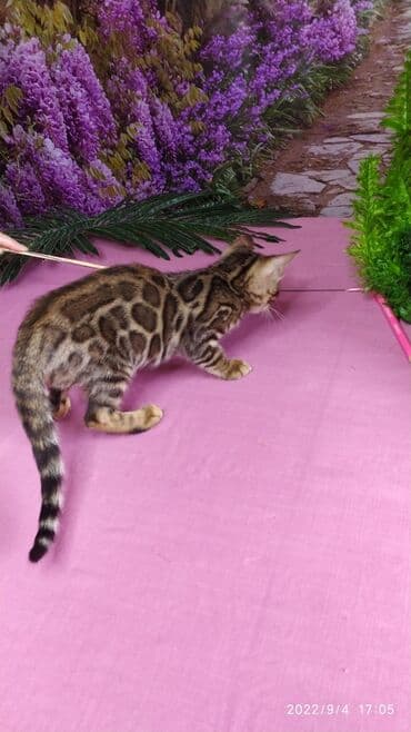 сколько стоит котенок британской золотой шиншиллы: Красивейшие Бенгальские котята 3мес девочки и мальчики. Проф питомник — 7