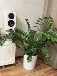 растения для аквариума: Высота 85 см -90 см 
С горшком самовывоз — 1