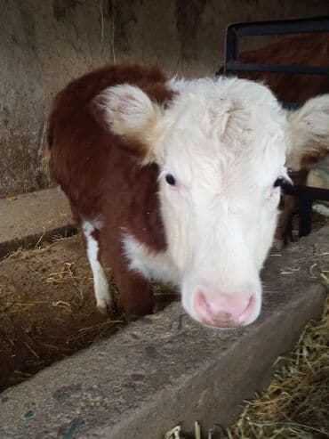 коровы высокоудойные: Продаю | Тёлка, Музоо, торпок, Корова (самка) | Герефорд | Для разведения — 4