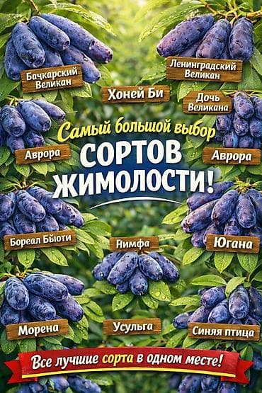 магнолия саженцы: Https://t.me/blooming_garden_kg Редкие, крупноплодные и полезные — 5