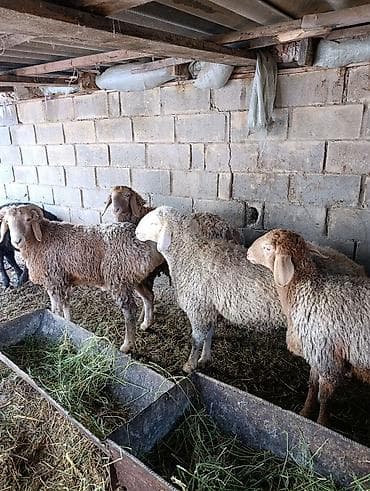 кур несушки: Продаю | Овца (самка) | Для разведения — 3