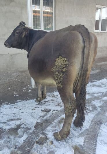 бычок бык: Продаю | Корова (самка) | Швицкая | Для разведения, Для молока — 1